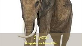  Presentation with elephant - 