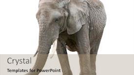  Presentation with elephant - PPT layouts enhanced with african-elephant-isolated-on-white background and a coral colored foreground