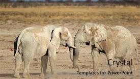  Presentation with african elephant loxodonta africana - Slide deck consisting of african elephant loxodonta africana bulls background and a  colored foreground