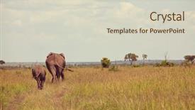  Presentation with cow - Colorful slide set enhanced with african elephant loxodonta africana cow backdrop and a soft green colored foreground