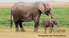  Presentation with african elephant loxodonta africana - Colorful presentation design enhanced with african-elephant-loxodonta-africana-cow backdrop and a yellow colored foreground