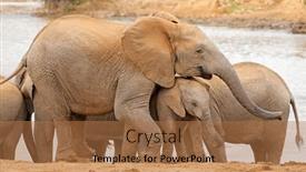  Presentation with cow - Presentation theme having african-elephant-loxodonta-africana-cow background and a  colored foreground