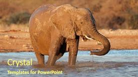  Presentation with water park - Theme enhanced with african elephant loxodonta africana drinking water etosha national park namibia background and a tawny brown colored foreground