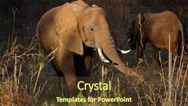  Presentation with south africa - Presentation theme having african elephant loxodonta africana feeding background and a  colored foreground