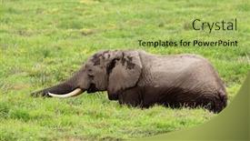  Presentation with kenya - Amazing presentation having african elephant loxodonta africana feeding in marshland amboseli national park kenya backdrop and a mint green colored foreground