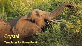  Presentation with kruger - Slides with african elephant loxodonta africana feeding on a tree kruger national park south africa background and a tawny brown colored foreground