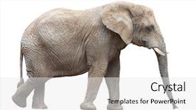  Presentation with african elephant loxodonta africana - Presentation theme enhanced with african elephant loxodonta africana female background and a white colored foreground