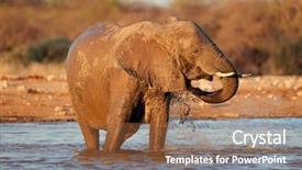 Presentation with water park - Cool new PPT theme with african elephant loxodonta africana playing in water etosha national park namibia backdrop and a tawny brown colored foreground