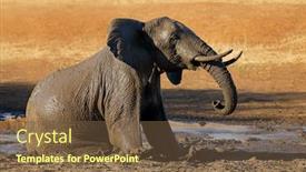  Presentation with kruger - Presentation design with african elephant loxodonta africana playing in a muddy waterhole kruger national park south africa background and a tawny brown colored foreground
