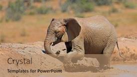  Presentation with south africa - Presentation enhanced with african-elephant-loxodonta-africana-playing background and a  colored foreground