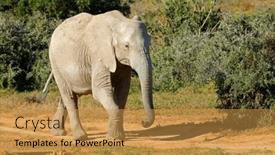  Presentation with south africa - Presentation with african-elephant-loxodonta-africana-walking background and a gold colored foreground