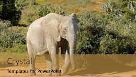  Presentation with elephant - Presentation theme consisting of african-elephant-loxodonta-africana-walking background and a gold colored foreground