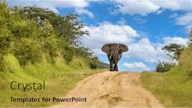  Presentation with uganda - PPT layouts enhanced with african-elephant-loxodonta-africana-walking background and a yellow colored foreground