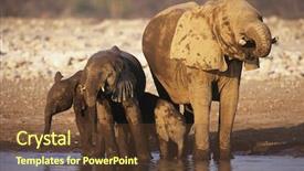  Presentation with elephant - Presentation theme having african elephant loxodonta africana with three young at waterhole background and a tawny brown colored foreground