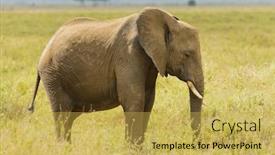  Presentation with elephant - Colorful slide deck enhanced with african-elephant-loxodonta-africana backdrop and a yellow colored foreground