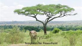  Presentation with elephant - PPT theme with african-elephant-loxodonta-africana background and a mint green colored foreground