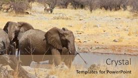  Presentation with savannah - Amazing slide set having african-elephant-loxodonta-africana backdrop and a coral colored foreground
