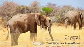  Presentation with savannah - Colorful presentation theme enhanced with african-elephant-loxodonta-africana backdrop and a yellow colored foreground