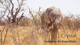  Presentation with savannah - PPT theme consisting of african-elephant-loxodonta-africana background and a coral colored foreground
