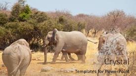  Presentation with savannah - Colorful presentation theme enhanced with african-elephant-loxodonta-africana backdrop and a coral colored foreground