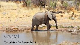  Presentation with savannah - Beautiful presentation design featuring african-elephant-loxodonta-africana backdrop and a coral colored foreground