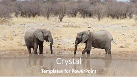  Presentation with savannah - Theme with african-elephant-loxodonta-africana background and a coral colored foreground