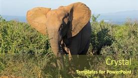  Presentation with south africa - Presentation with african-elephant-loxodonta-africana background and a  colored foreground
