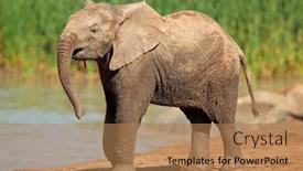  Presentation with south africa - Amazing PPT layouts having african-elephant-loxodonta-africana backdrop and a coral colored foreground