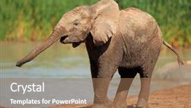  Presentation with south africa - PPT layouts consisting of african-elephant-loxodonta-africana background and a coral colored foreground