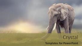  Presentation with african sunset - Audience pleasing PPT theme consisting of african-elephant-near-water backdrop and a gold colored foreground