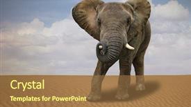  Presentation with elephant - Slides enhanced with african elephant outdoors in daylight background and a  colored foreground