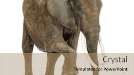  Presentation with elephant - Colorful presentation design enhanced with african elephant performing isolated on white backdrop and a coral colored foreground