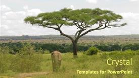  Presentation with elephant - Amazing presentation design having african-elephant-scientific-name-loxodonta backdrop and a tawny brown colored foreground