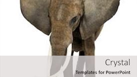  Presentation with ears - Presentation design featuring african elephant standing ears up isolated on white background and a light gray colored foreground