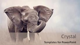  Presentation with elephant - Amazing presentation design having african-elephant-walking backdrop and a mint green colored foreground