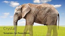 Presentation with elephant - Beautiful slide set featuring african-elephant backdrop and a yellow colored foreground