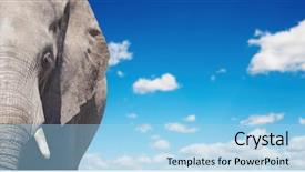  Presentation with elephant - Audience pleasing slides consisting of african elephant backdrop and a light blue colored foreground