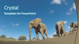  Presentation with savanna - Presentation theme enhanced with african elephants drink and mud background and a ocean colored foreground