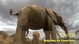  Presentation with african river - Colorful slide set enhanced with african-elephants-drink-at-river backdrop and a tawny brown colored foreground