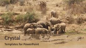  Presentation with african river - Slide deck having african elephants drinking at river background and a coral colored foreground
