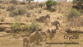  Presentation with african river - Audience pleasing PPT theme consisting of african elephants drinking at river backdrop and a coral colored foreground