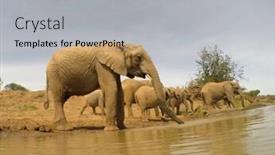  Presentation with african river - PPT theme enhanced with african elephants drinking at river background and a light gray colored foreground