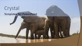  Presentation with elephants - Slide deck featuring african elephants drinking background and a light blue colored foreground