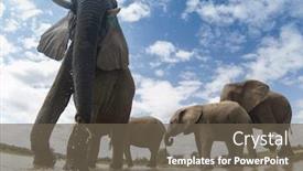  Presentation with african river - Audience pleasing PPT theme consisting of african elephants herd drinking at river backdrop and a gray colored foreground