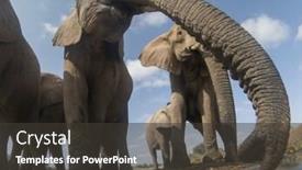  Presentation with african river - Slide set featuring african elephants herd drinking at river background and a dark gray colored foreground