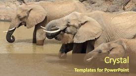  Presentation with elephants - Colorful PPT layouts enhanced with african elephants herd drinking at a waterhole backdrop and a tawny brown colored foreground