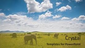  Presentation with elephant - Presentation theme featuring african elephants in masai mara background and a gold colored foreground