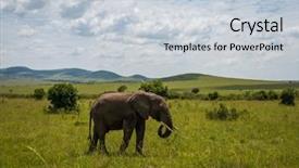  Presentation with elephants - Presentation design enhanced with african elephants in masai mara background and a lemonade colored foreground
