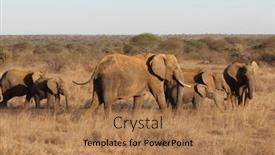  Presentation with savannah - 