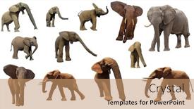  Presentation with elephants - Cool new presentation design with african elephants isolated on white background backdrop and a coral colored foreground